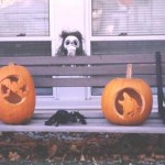 Two of my pumpkins sitting on a bench out front
